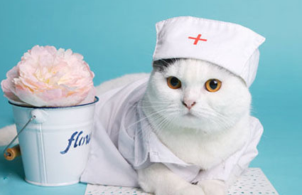 寵物醫(yī)療-寵物展